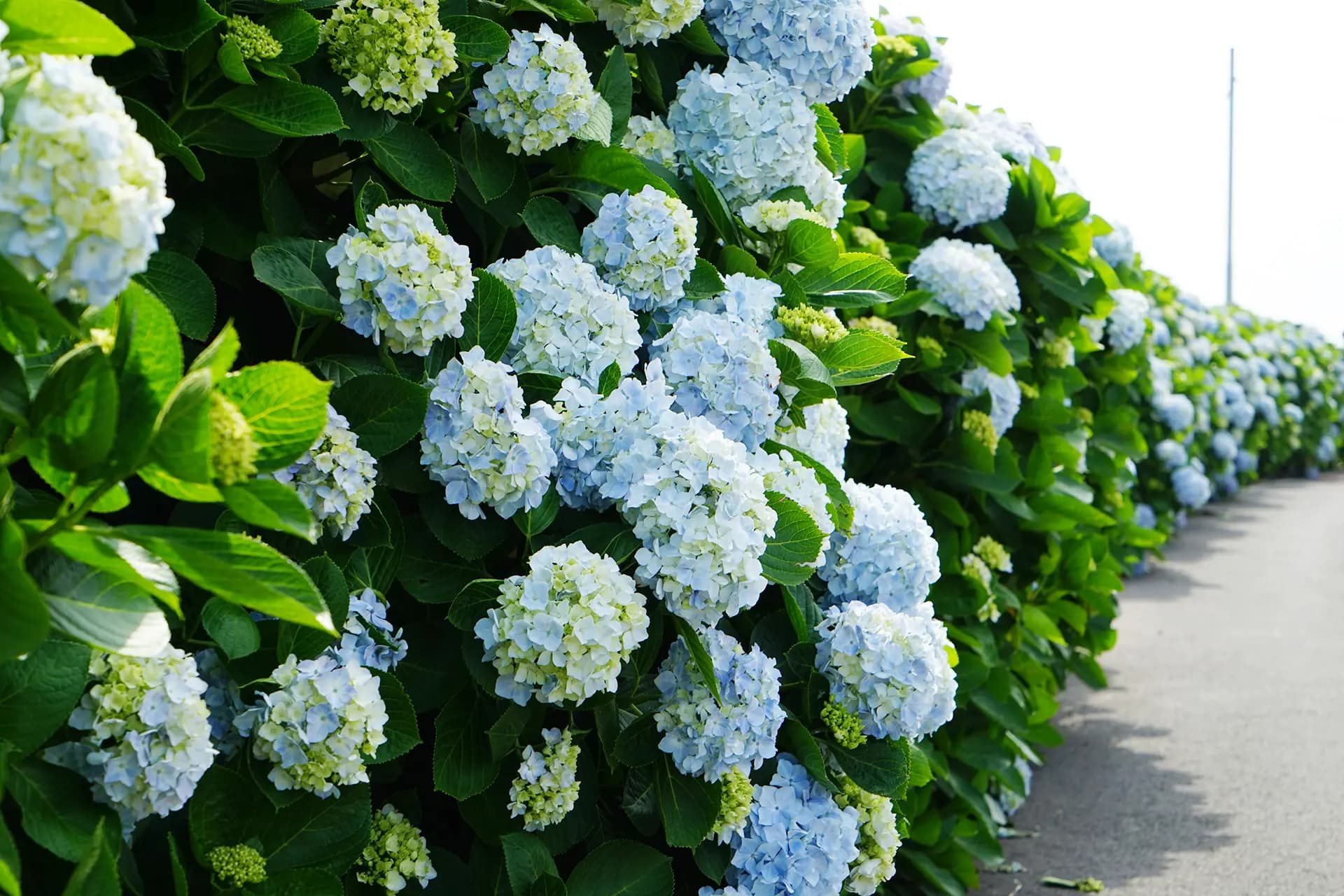 꽃길만 걸어요 <제주 여름꽃 여행>