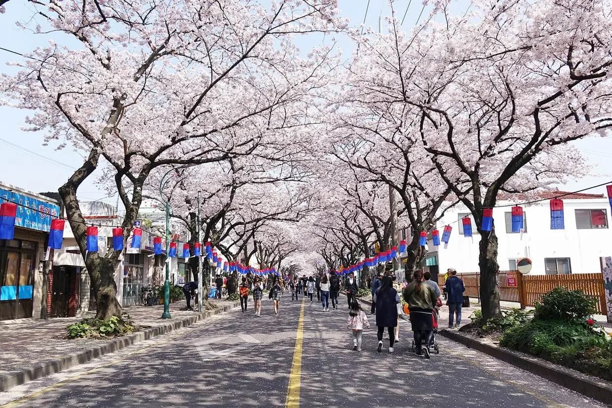 제18회 전농로 왕벚꽃 축제
