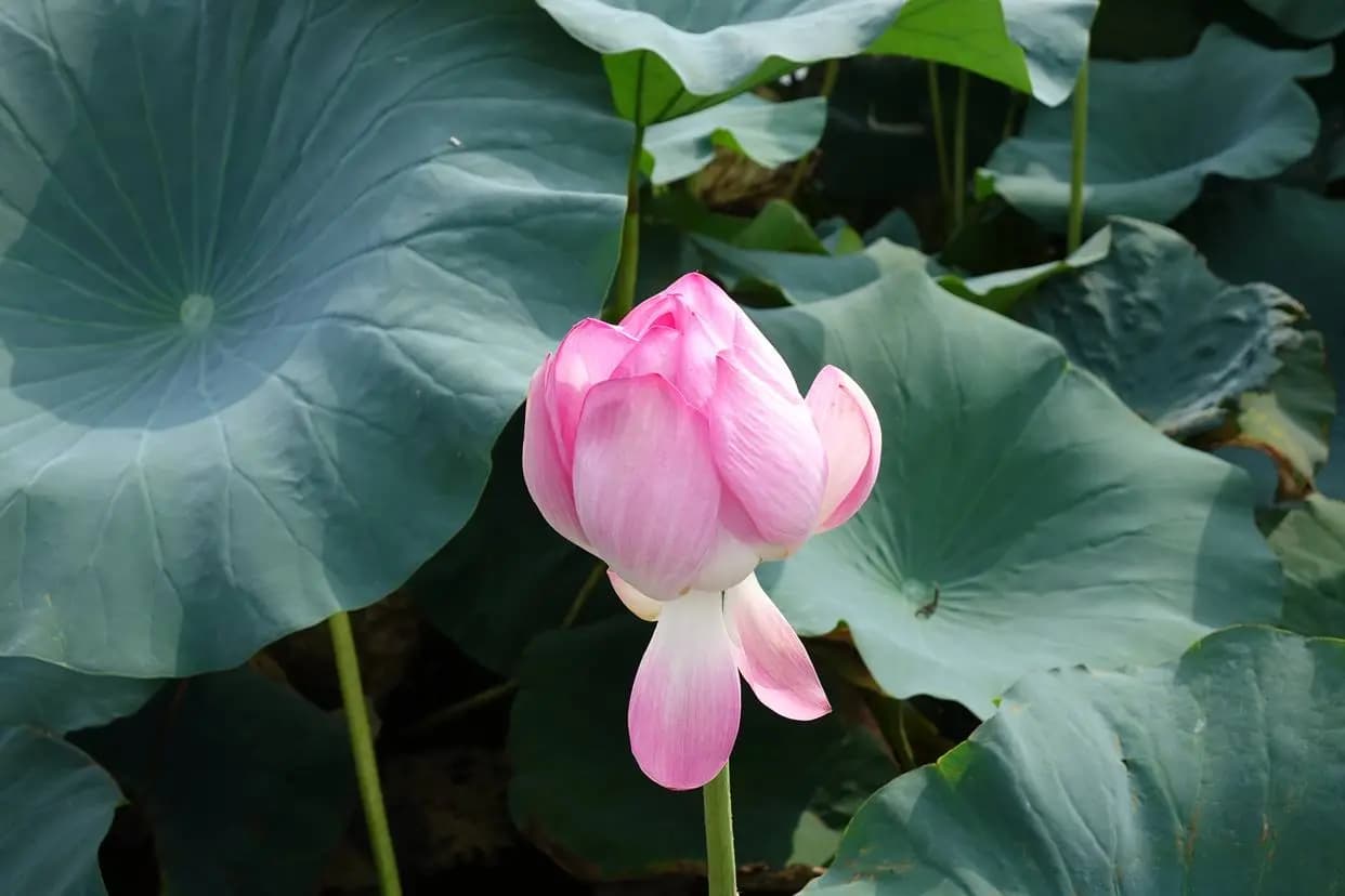 연화못