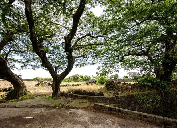 명월팽나무군락