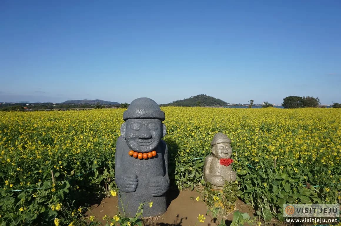 유채꽃재배단지