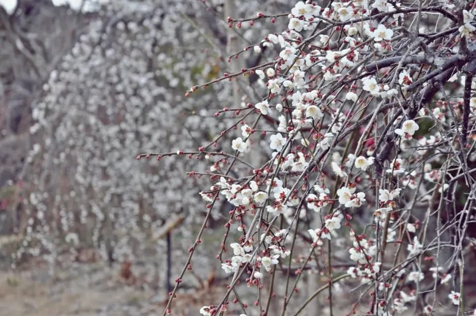Norimae Plum Festival