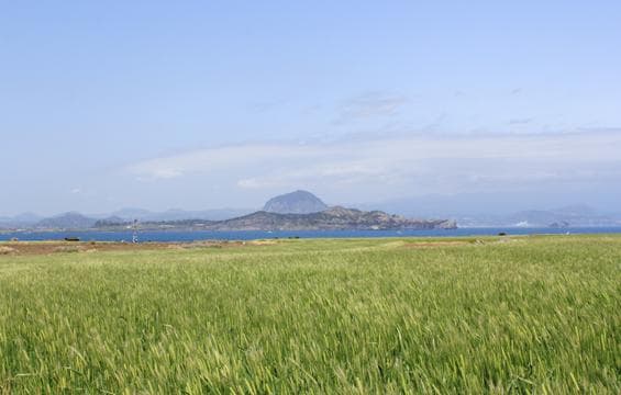 Gapado Green Barley Festival