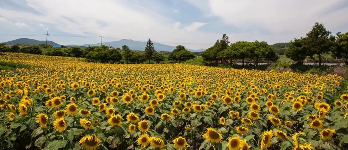 김경숙해바라기농장