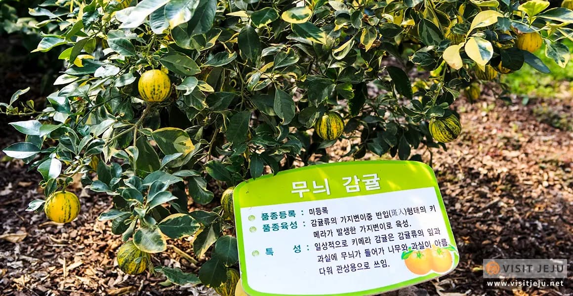 제주농업생태원
