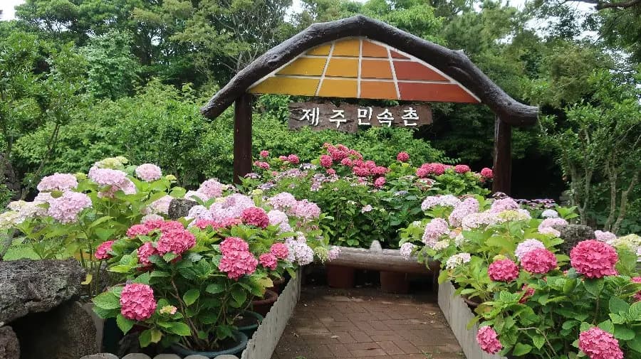 제주민속촌 수국축제 - 초가마을 도채비꽃 한마당