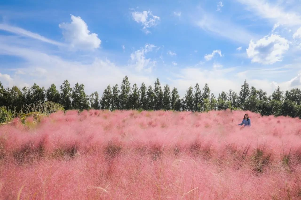 Pink Muhly Festival