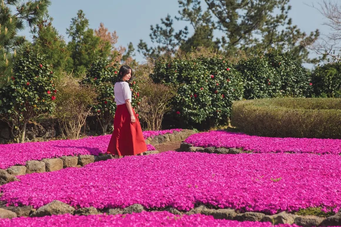 Jeju Herb Garden Moss Phlox Festival