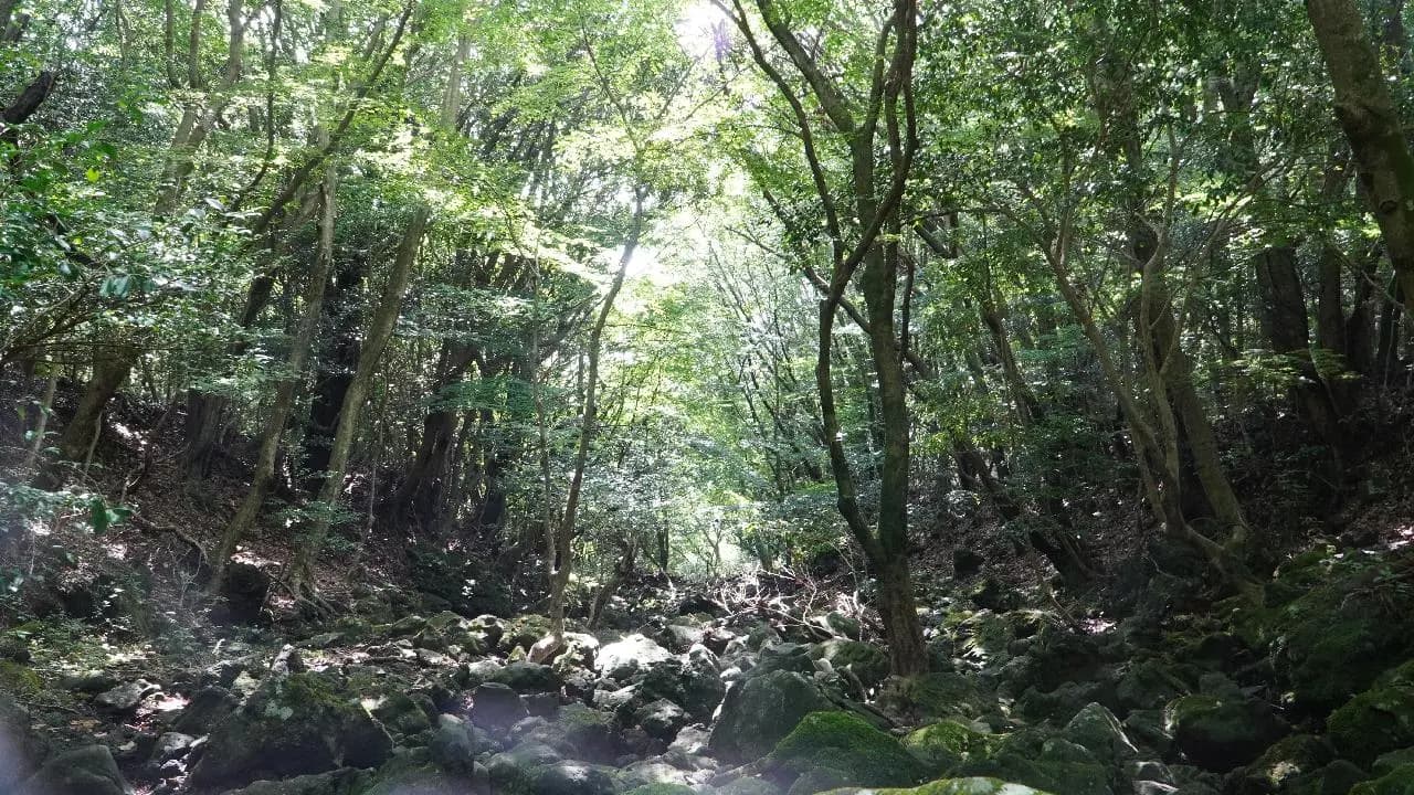 수망리 마흐니숲길