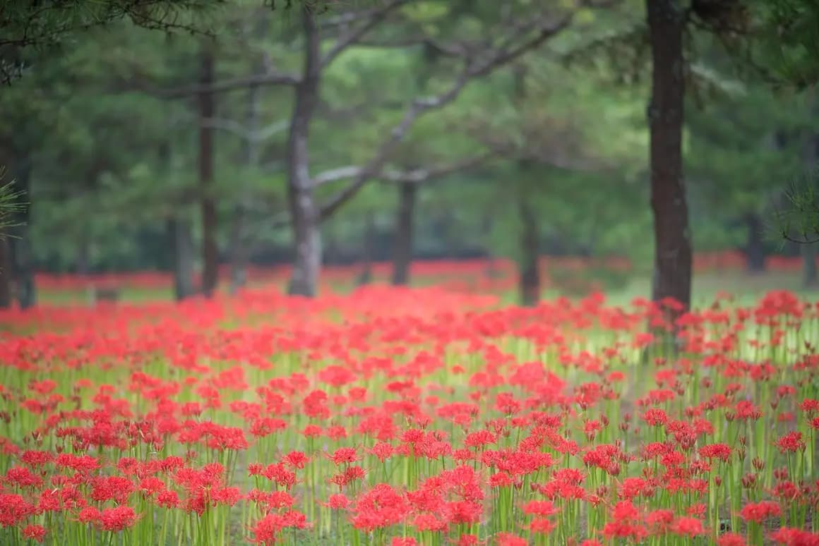 한림공원 꽃무릇 축제