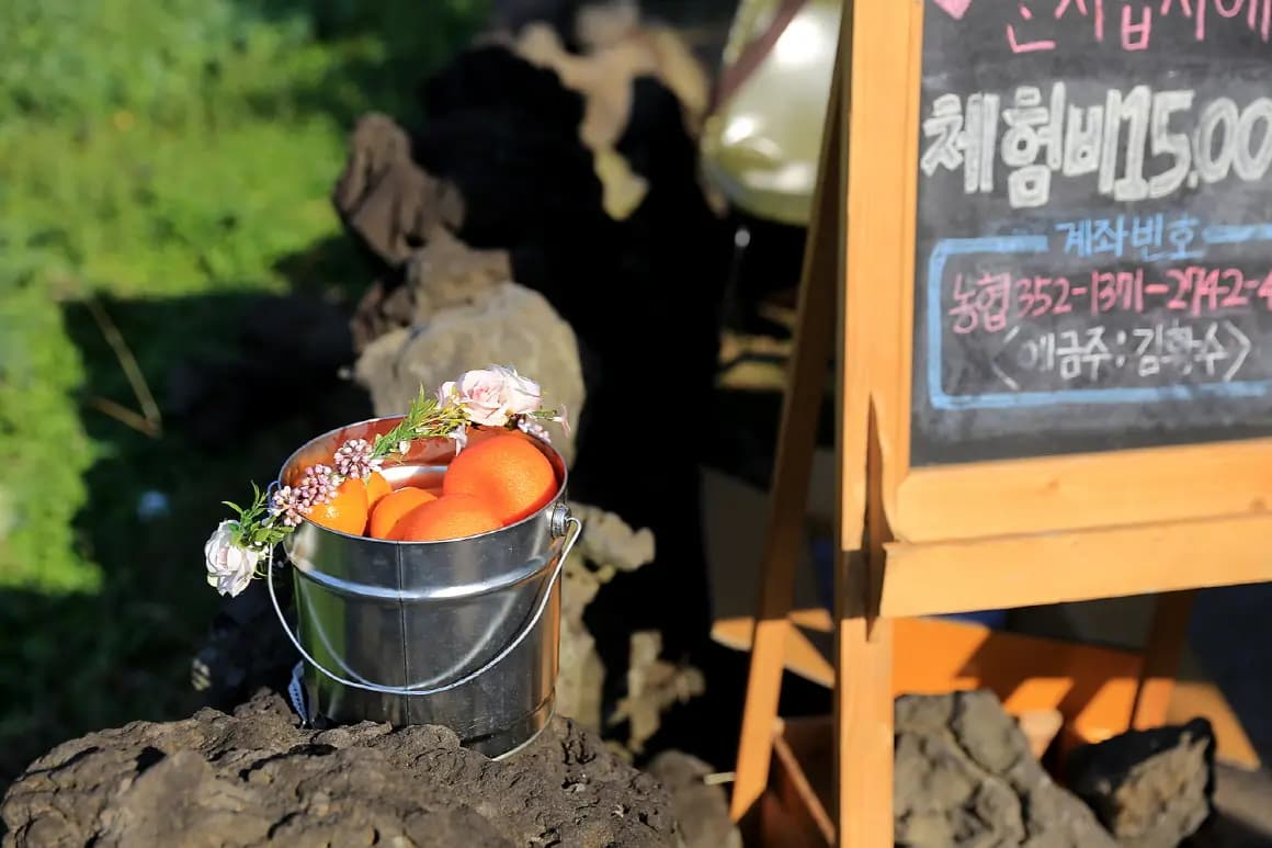낭만농장 귤밭76번지