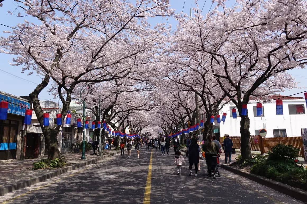 제주 전농로 벚꽃거리