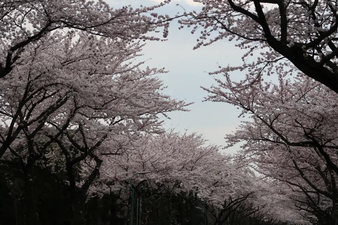 장전리 왕벚꽃거리