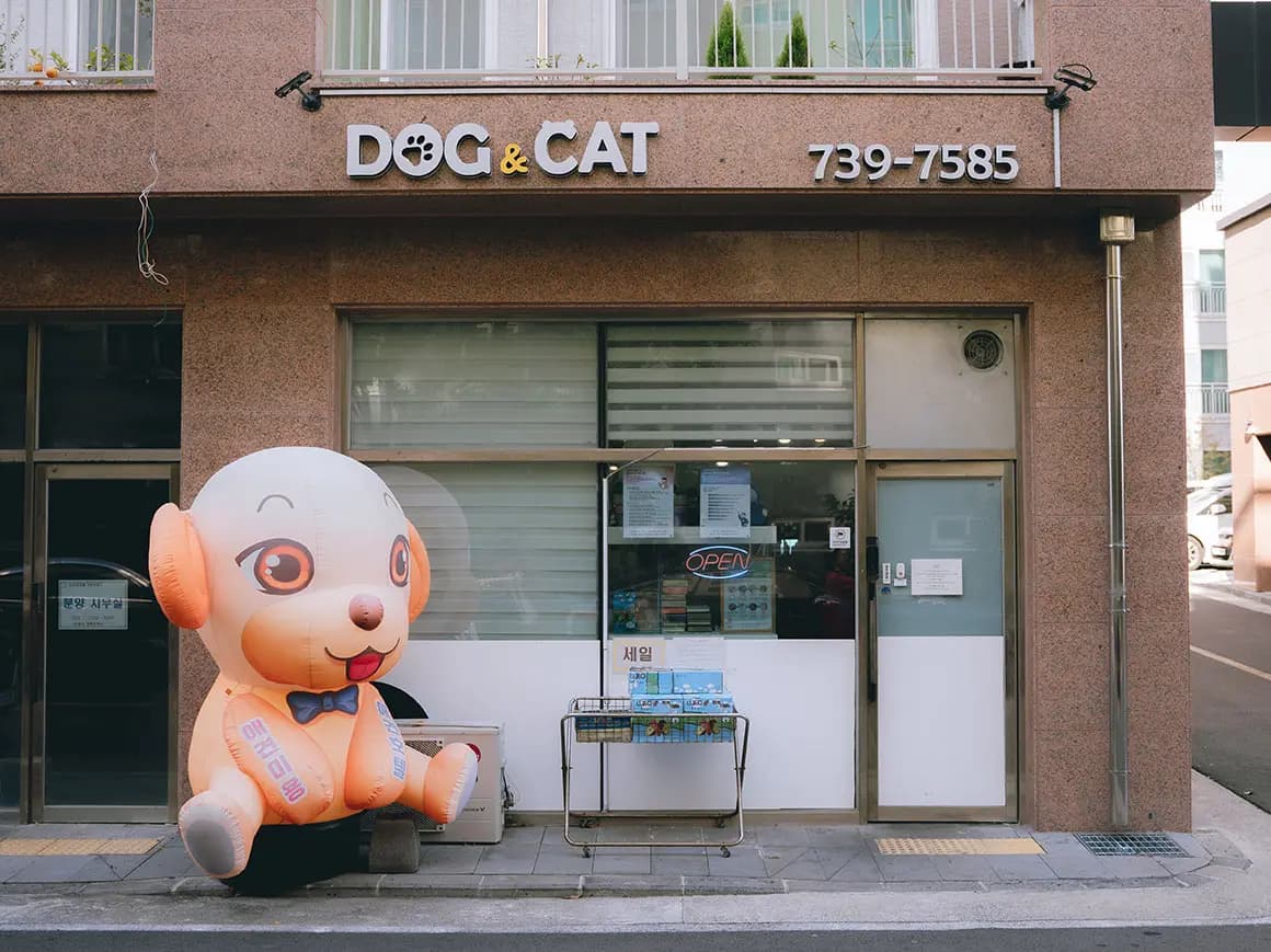 도그앤캣