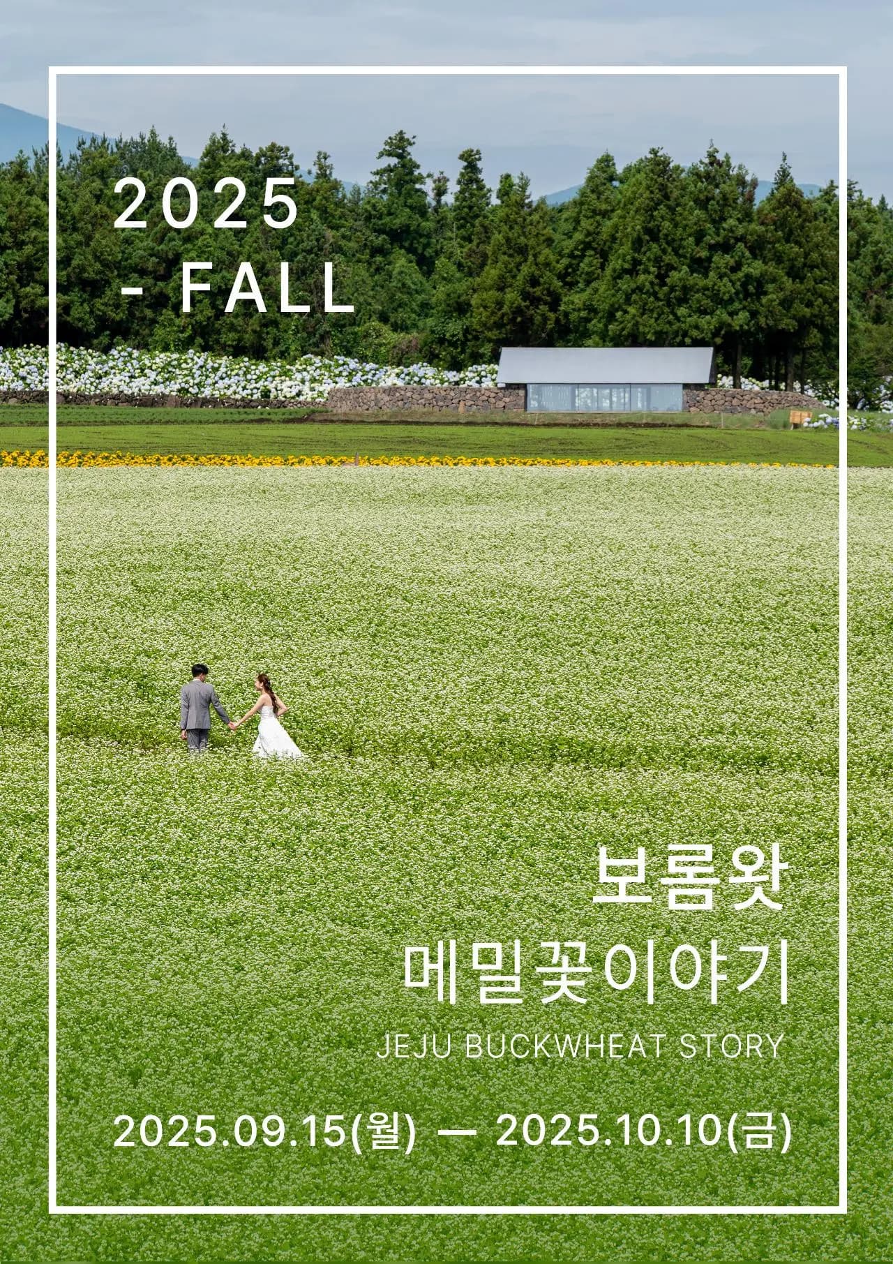 보롬왓 메밀꽃이야기