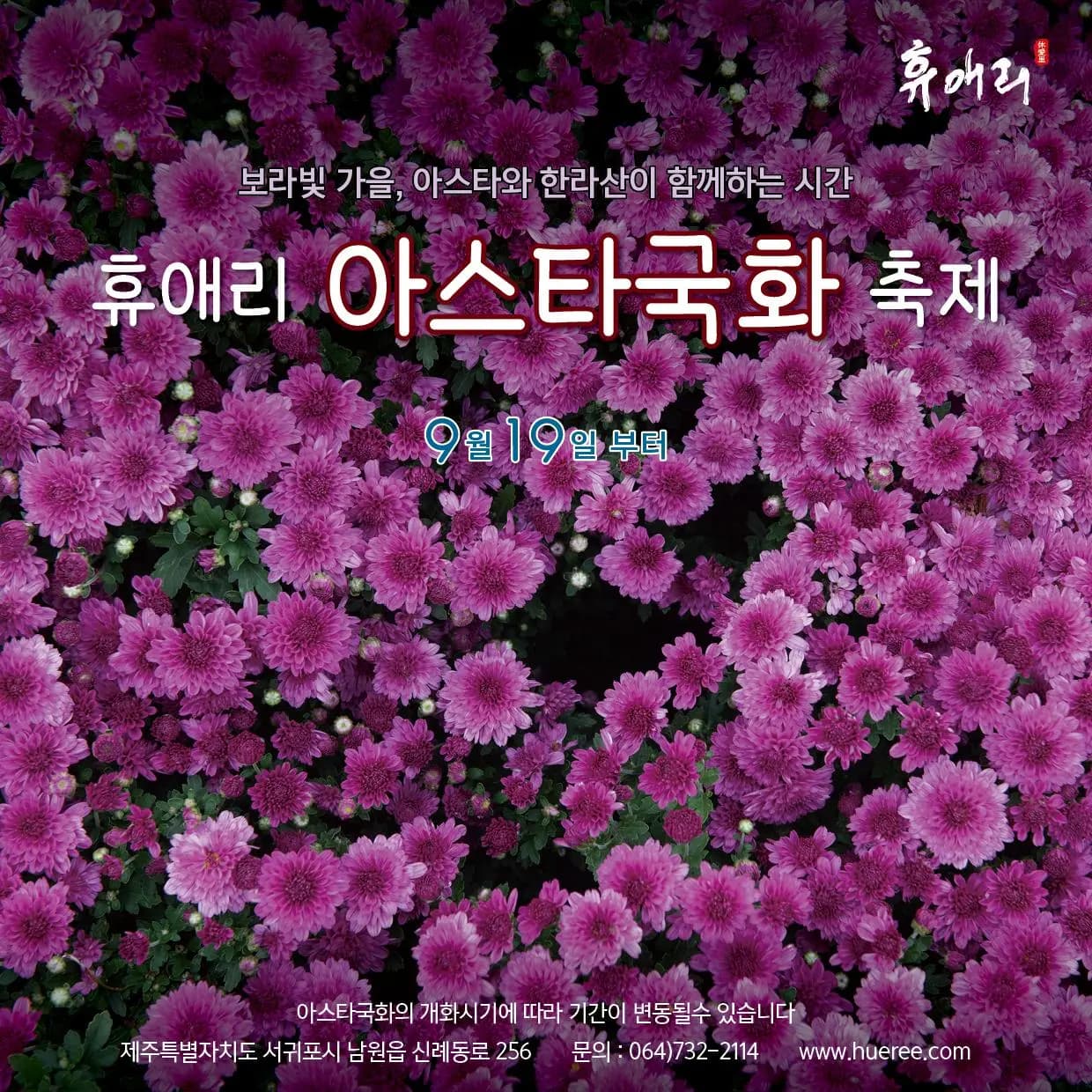2025년 휴애리 아스타국화축제
