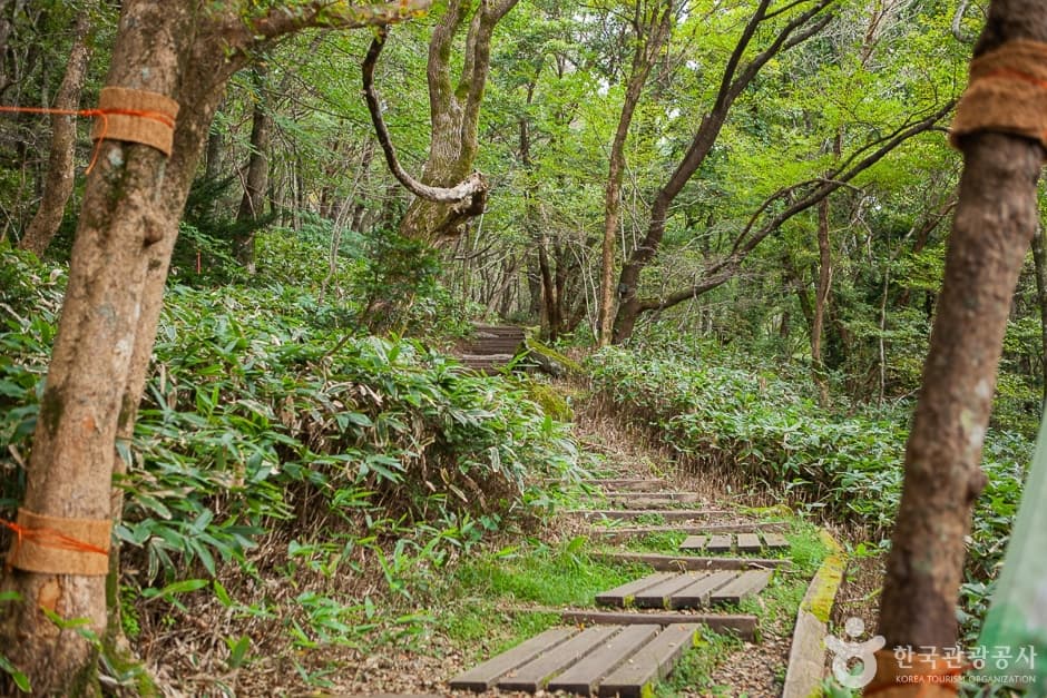 한라산 트레킹